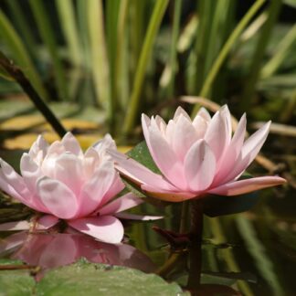 Pranayama & Meditation